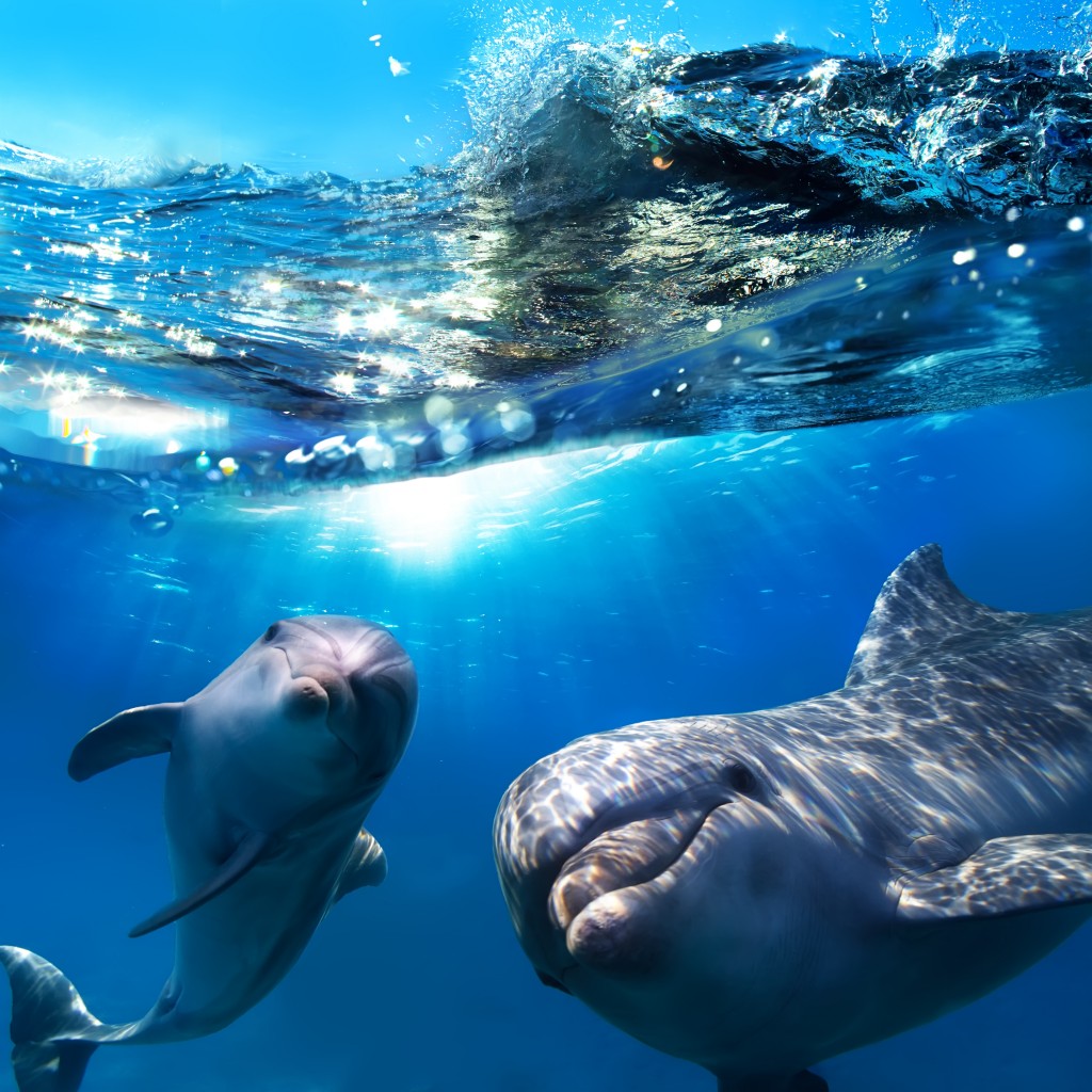Dolphin Action and Protection Group Saves Cetaceans One Plastic Bottle ...