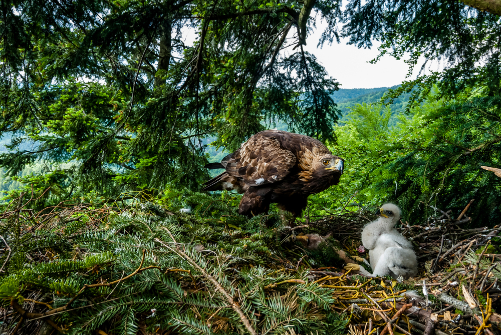 Scotland Conservation Estate Restoring Golden Eagle Populations